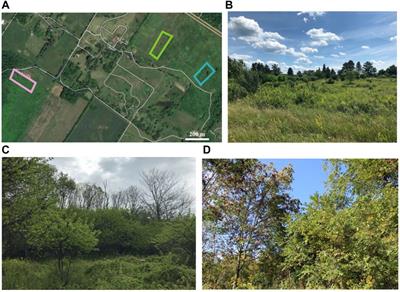 Spectral variability in fine-scale drone-based imaging spectroscopy does not impede detection of target invasive plant species